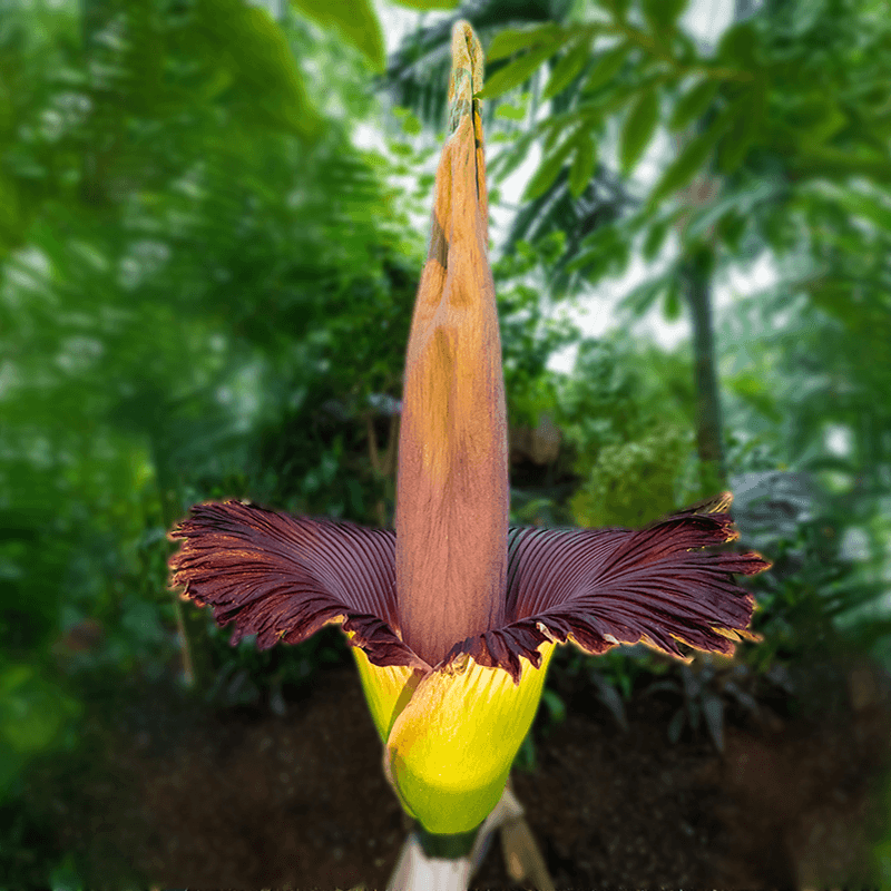 Amorphophallus titanum