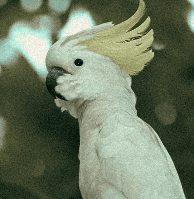 Kakatua Jambul Kuning