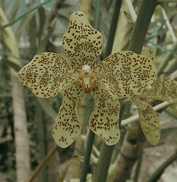 Grammatophyllum speciosum