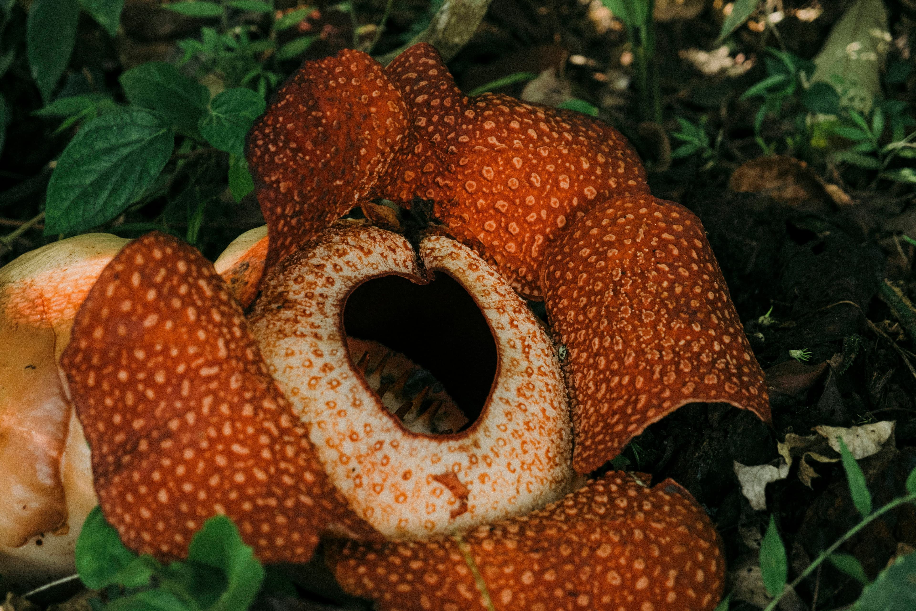 Raflesia