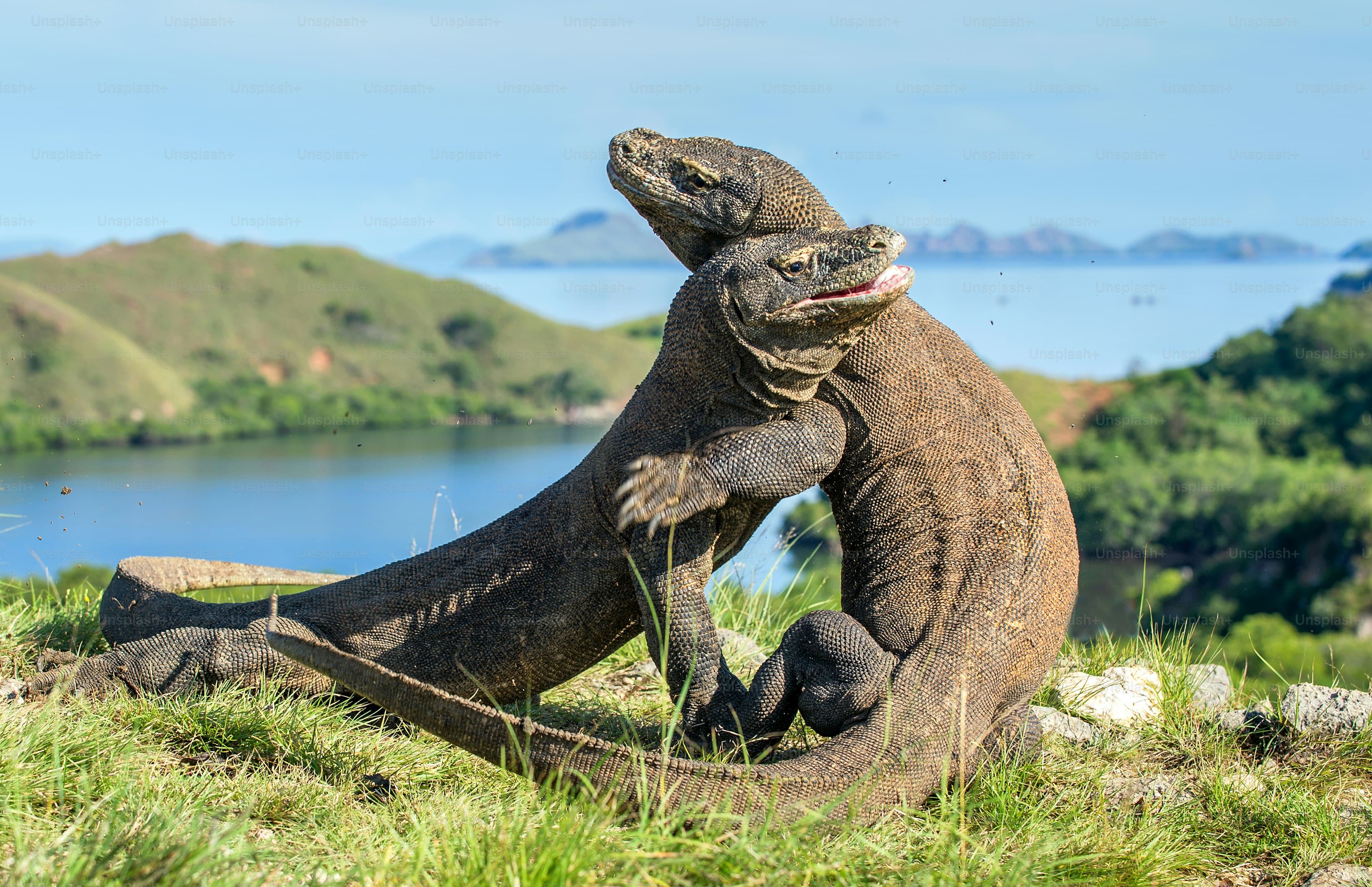 Kemewahan Alam di Pulau Komodo dan Padar